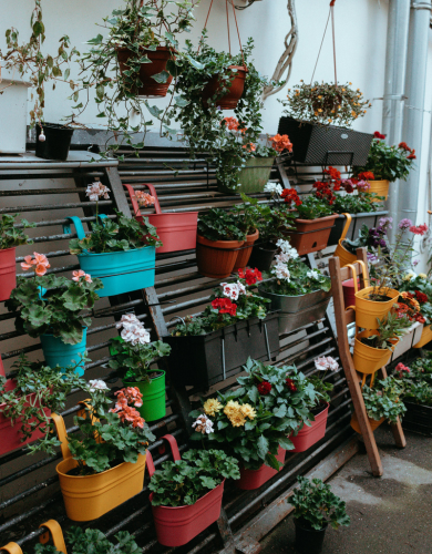 Best planter shop in Udaipur